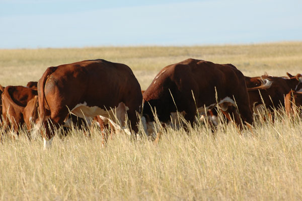 The Measure Of A Bull’s Worth – Part One The Measure Of A Bull’s Worth – Part One