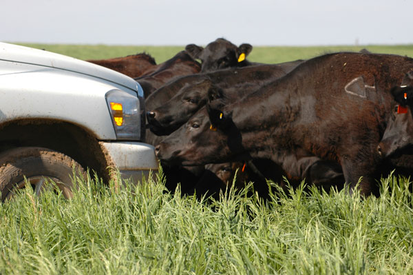 Black cows grazing tall grass