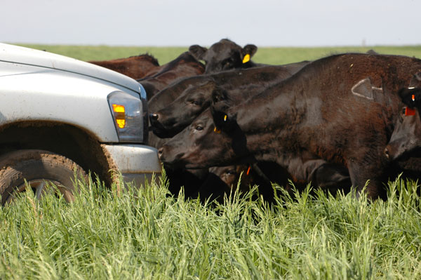 Black cows grazing tall grass Black cows grazing tall grass