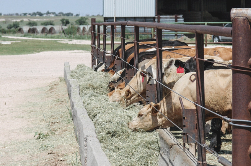 2016 Feed Composition Tables: How to discover the nutritional value of 280 cattle feedstuffs