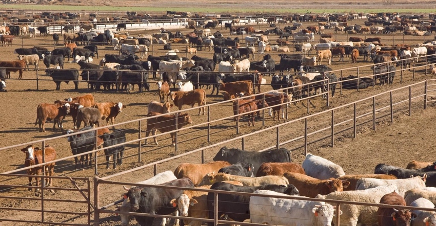 7-14-21 Cattle feedlot - DaveHughesIstockImages174683887_1.jpg 7-14-21 Cattle feedlot - DaveHughesIstockImages174683887_1.jpg