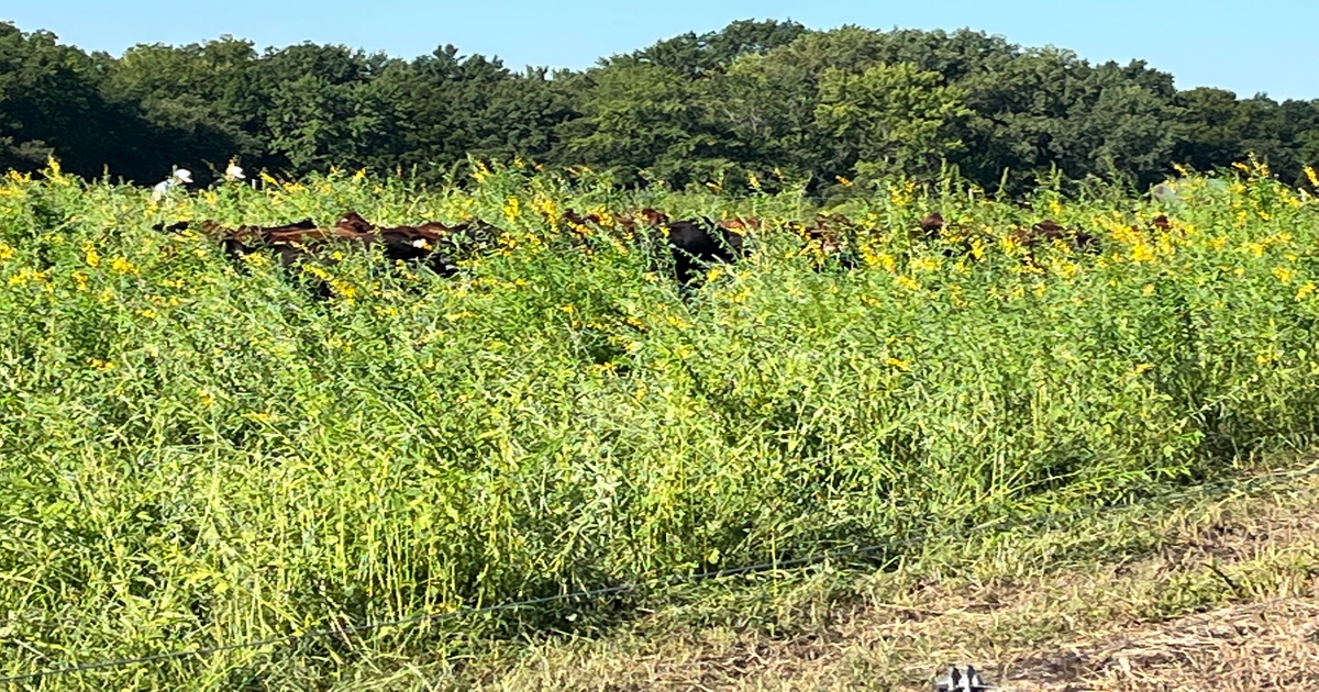 Read more about the article Sunn hemp can enhance summer pastures