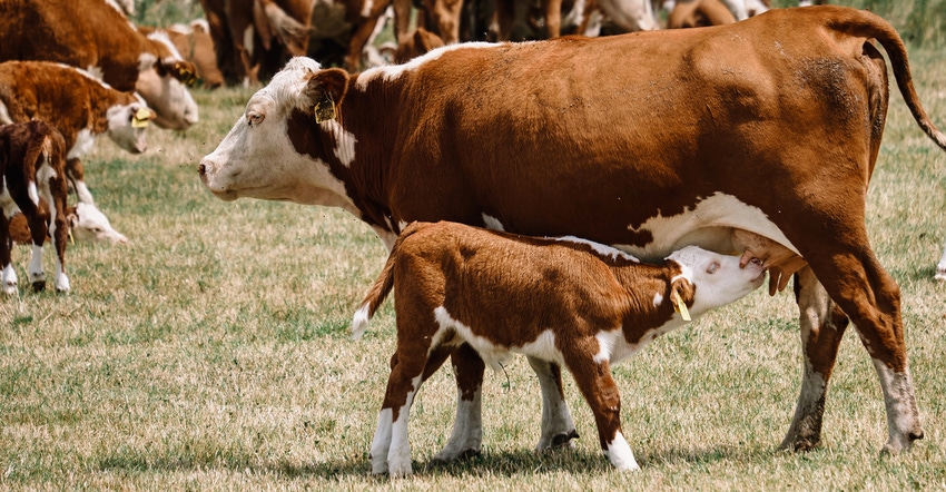 Tips to prepare for a successful calving season