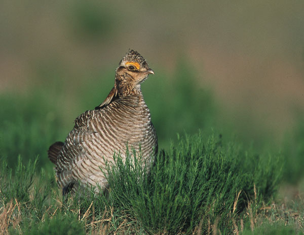 Lesser Prairie Chicken Puts Ranchers and Government On Same Side Of Endangered Species Act