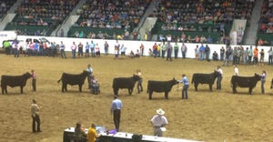 minnesota-state-fair-cattle-show_0.jpg