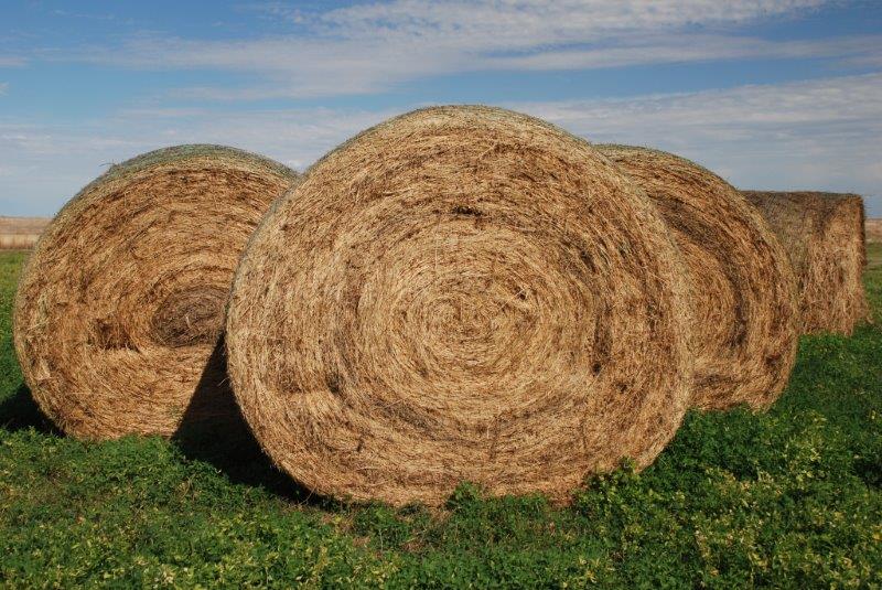 BEEF reader survey shows interesting regional hay practices BEEF reader survey shows interesting regional hay practices