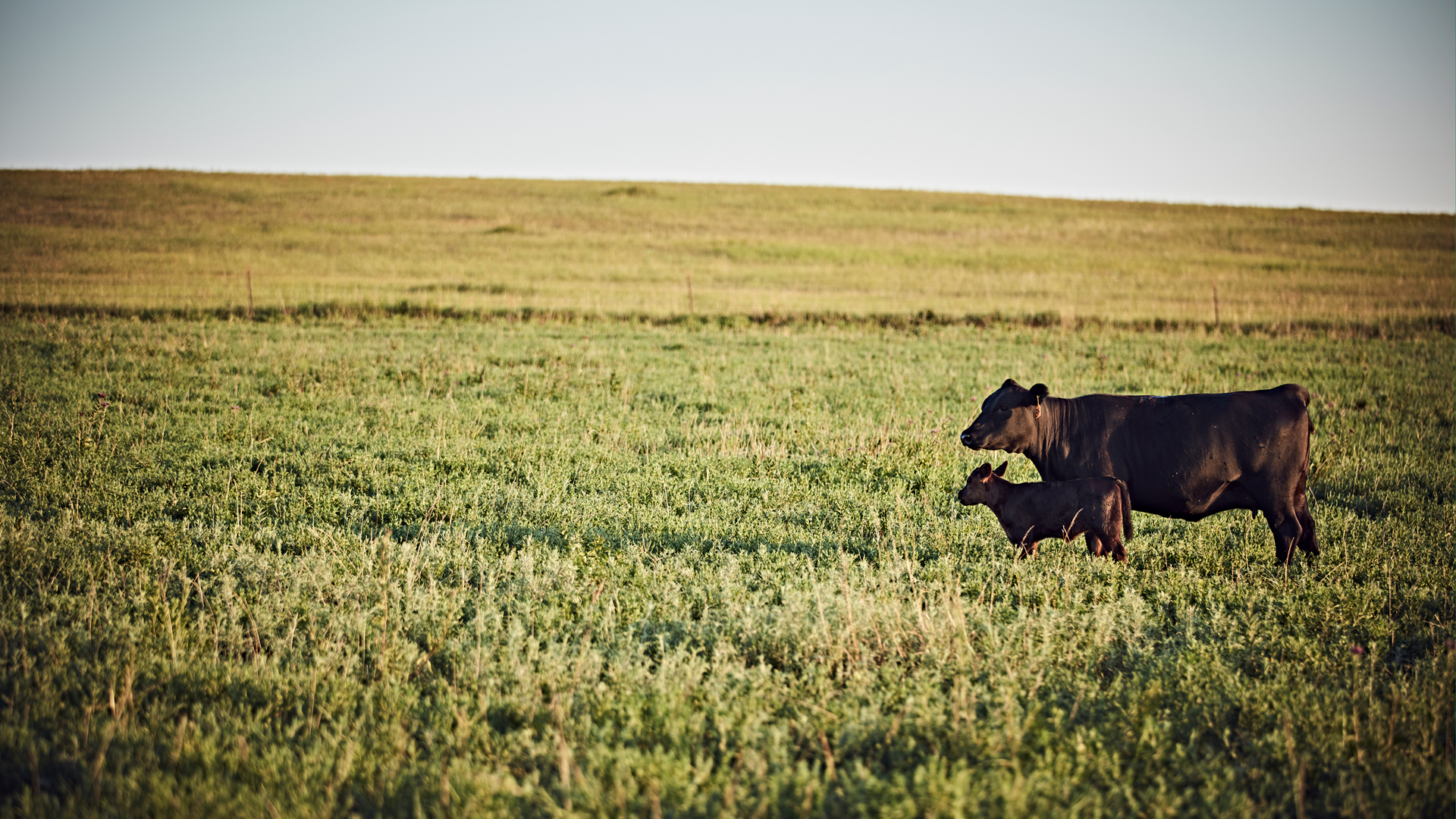 Capture uninterrupted immunity for young calves