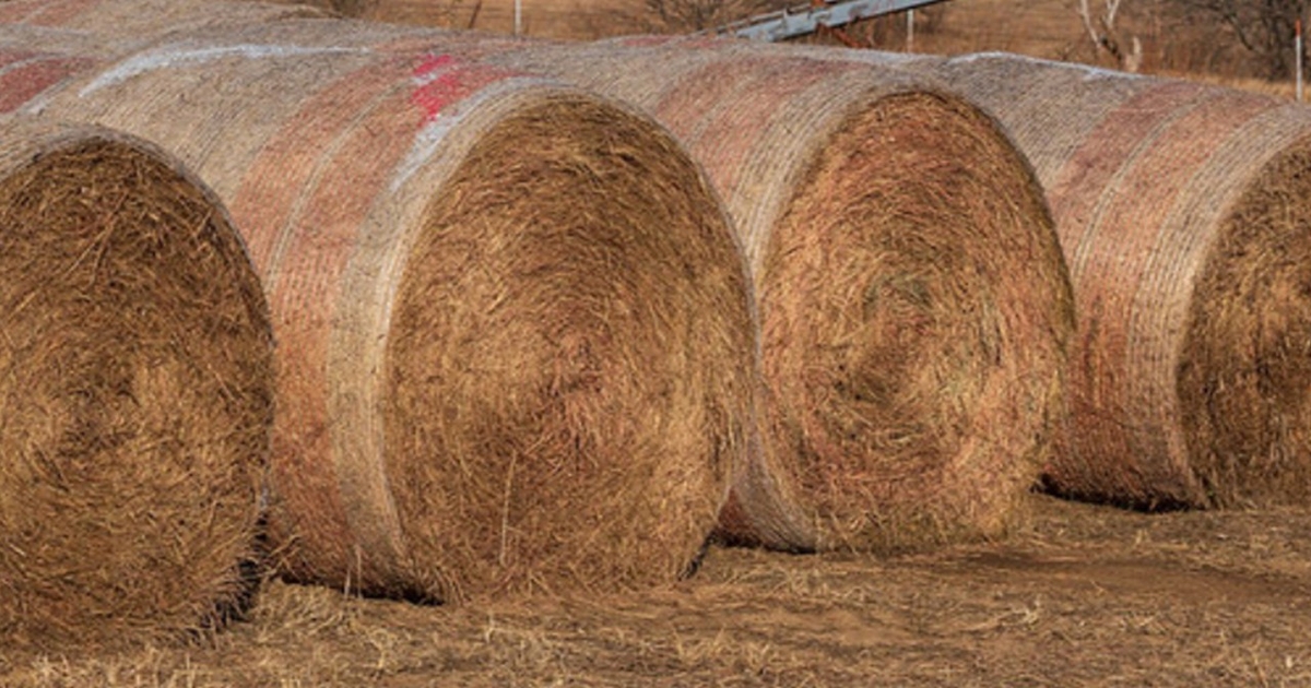 Take the wrapping off before offering hay to cattle