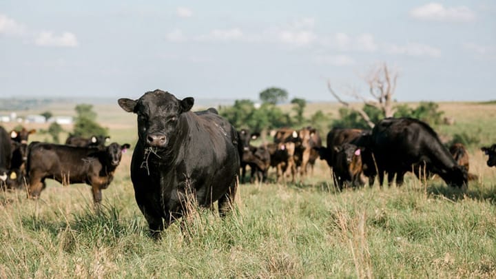 The economics of creep feeding