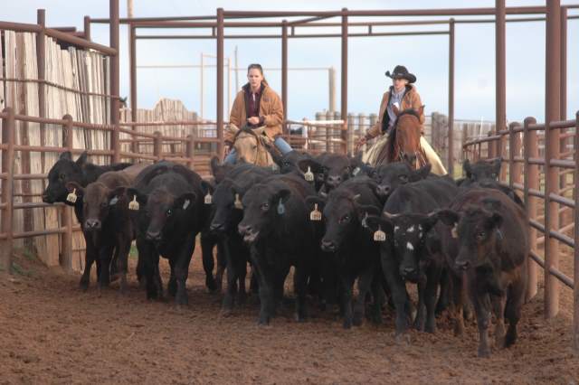 Why the USDA suspension of the midyear Cattle report is troubling