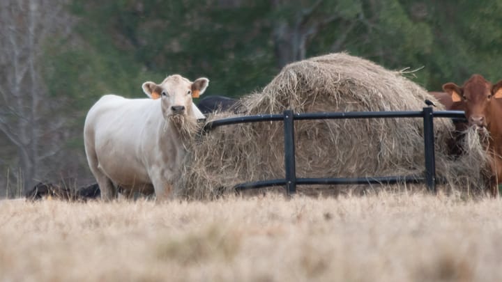 Massie and Pingree introduce Red Meat Inspection Exemption Act