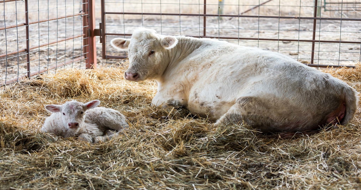 K-State to host calving schools at four locations
