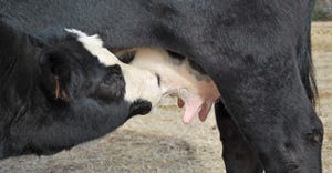 Maximize nutrition during calving