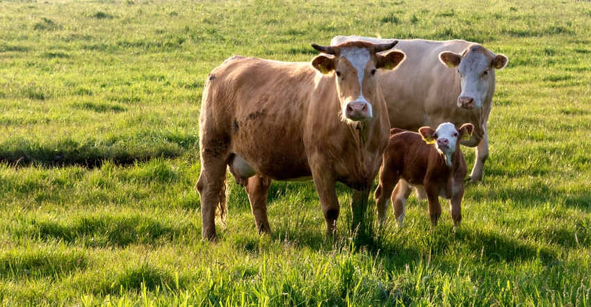 Two brown cows and a calf standing in a green pasture