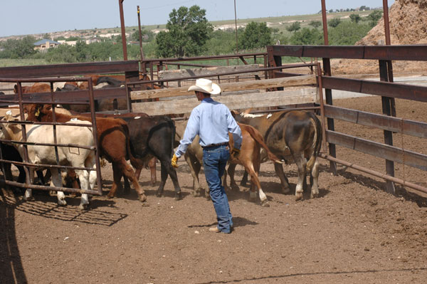 Rounding up cattle
