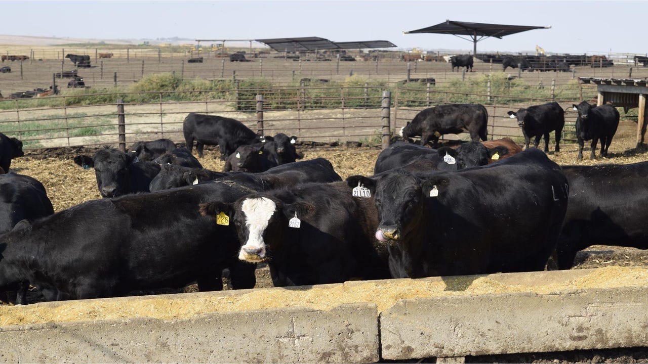 Healthy spring calves