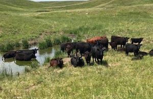 4 tips to train your cattle to eat weeds