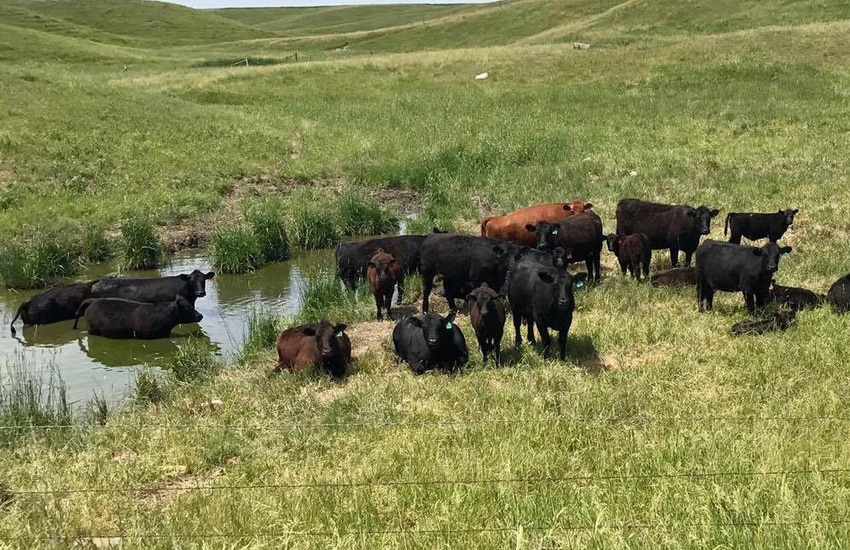 4 tips to train your cattle to eat weeds 4 tips to train your cattle to eat weeds