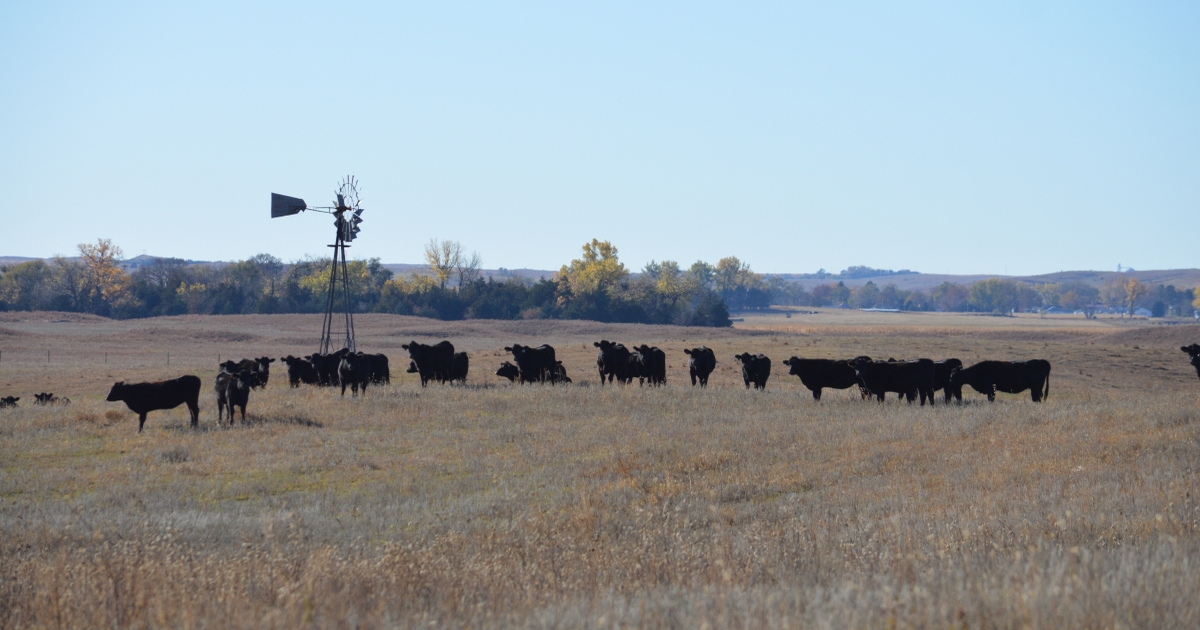 Nebraska & SDSU launch Great Plains Heifer Development Program