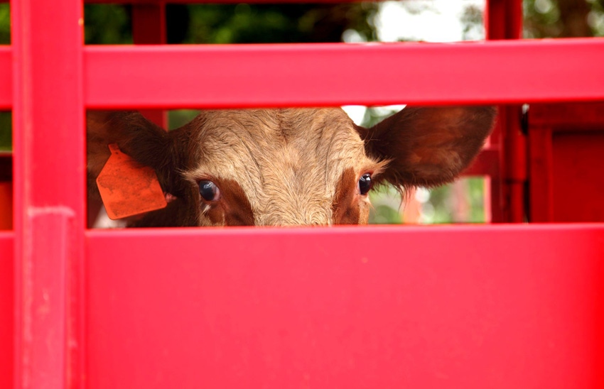 Beef Calf Trailer.jpg Beef Calf Trailer.jpg