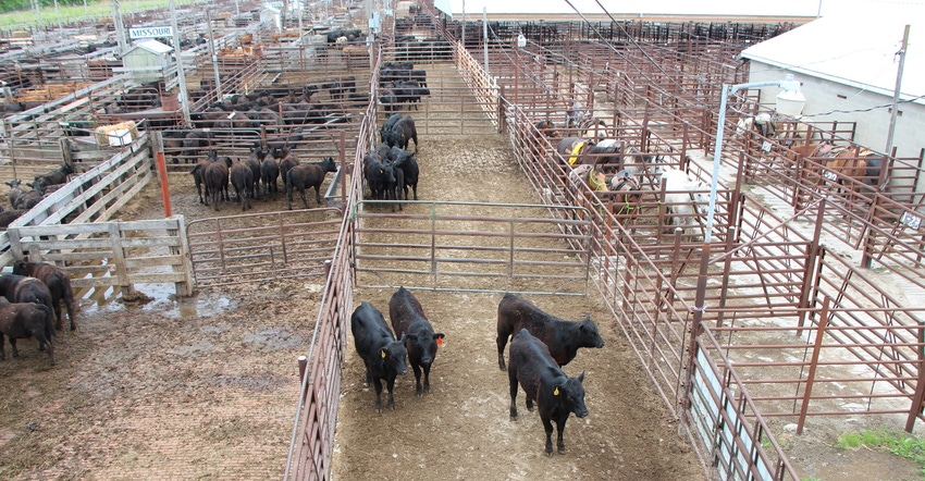 cattle in pens waiting to be sold