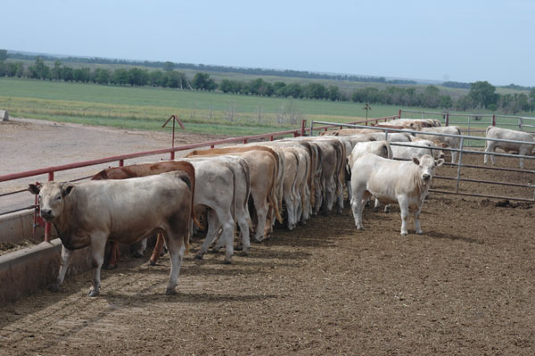 Feedlot Placements Should Add Market Spark