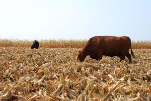 Cornstalk Grazing Offers Potential For Winter Cattle Feed Savings