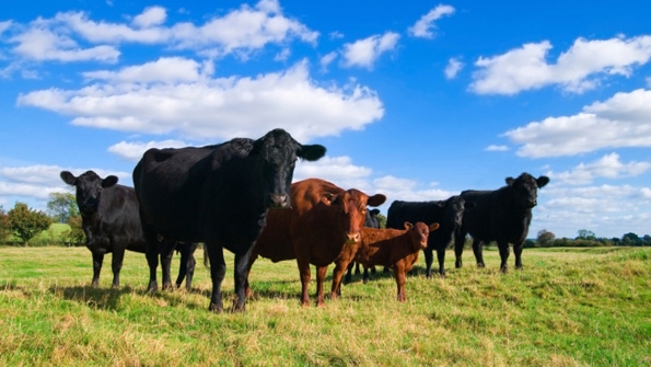 Researchers aim to identify Bovine Respiratory Disease pathogens