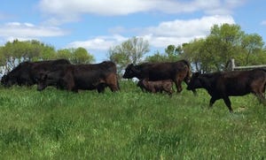Research proves beef production nets positive use of natural resources