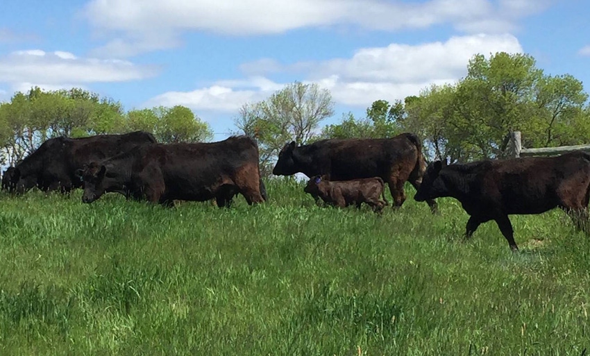 Research proves beef production nets positive use of natural resources Research proves beef production nets positive use of natural resources