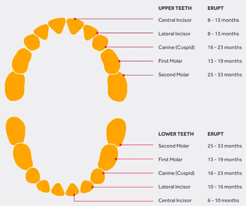 The teething process