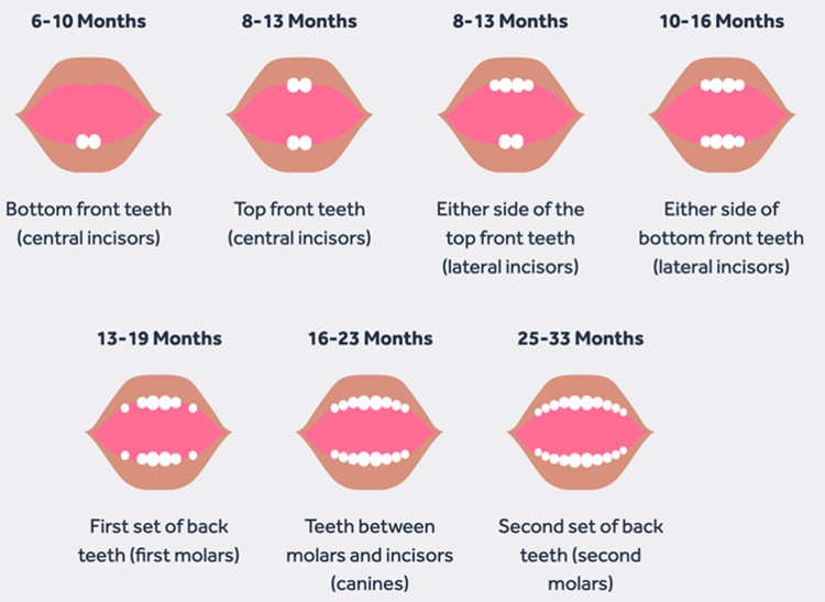 Caring for Baby's First Teeth | Bonjela AU