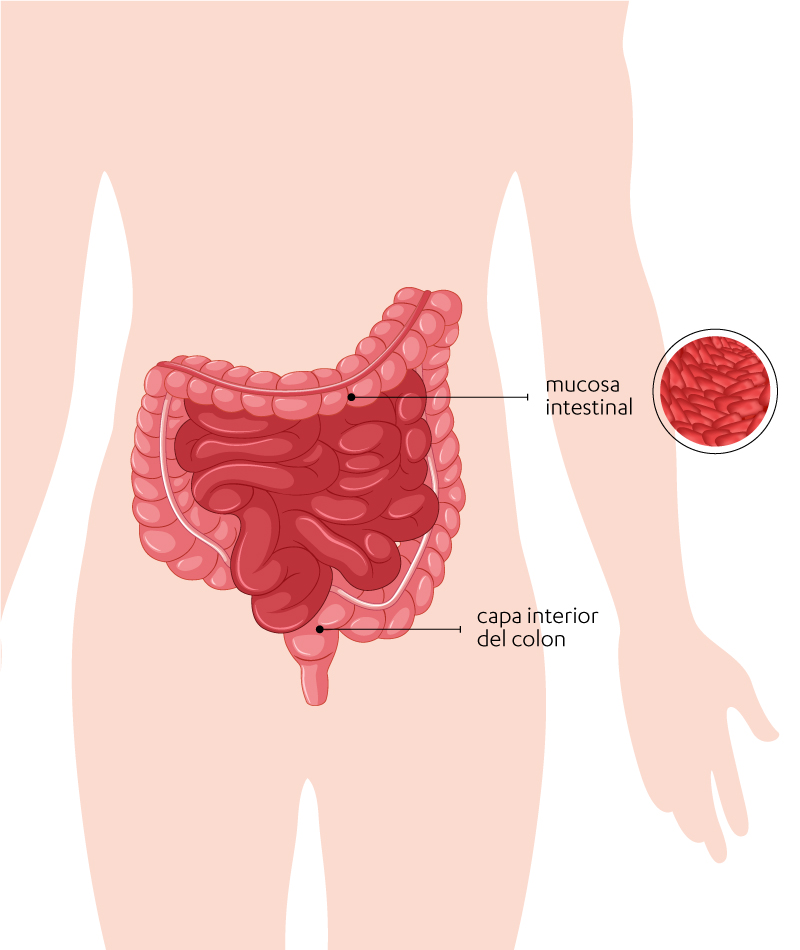 La mucosa intestinal