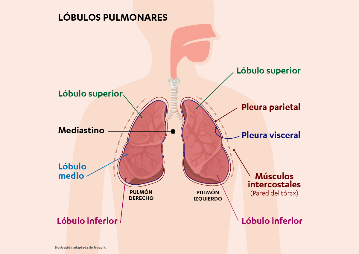 Infografía de los lóbulos pulmonares.