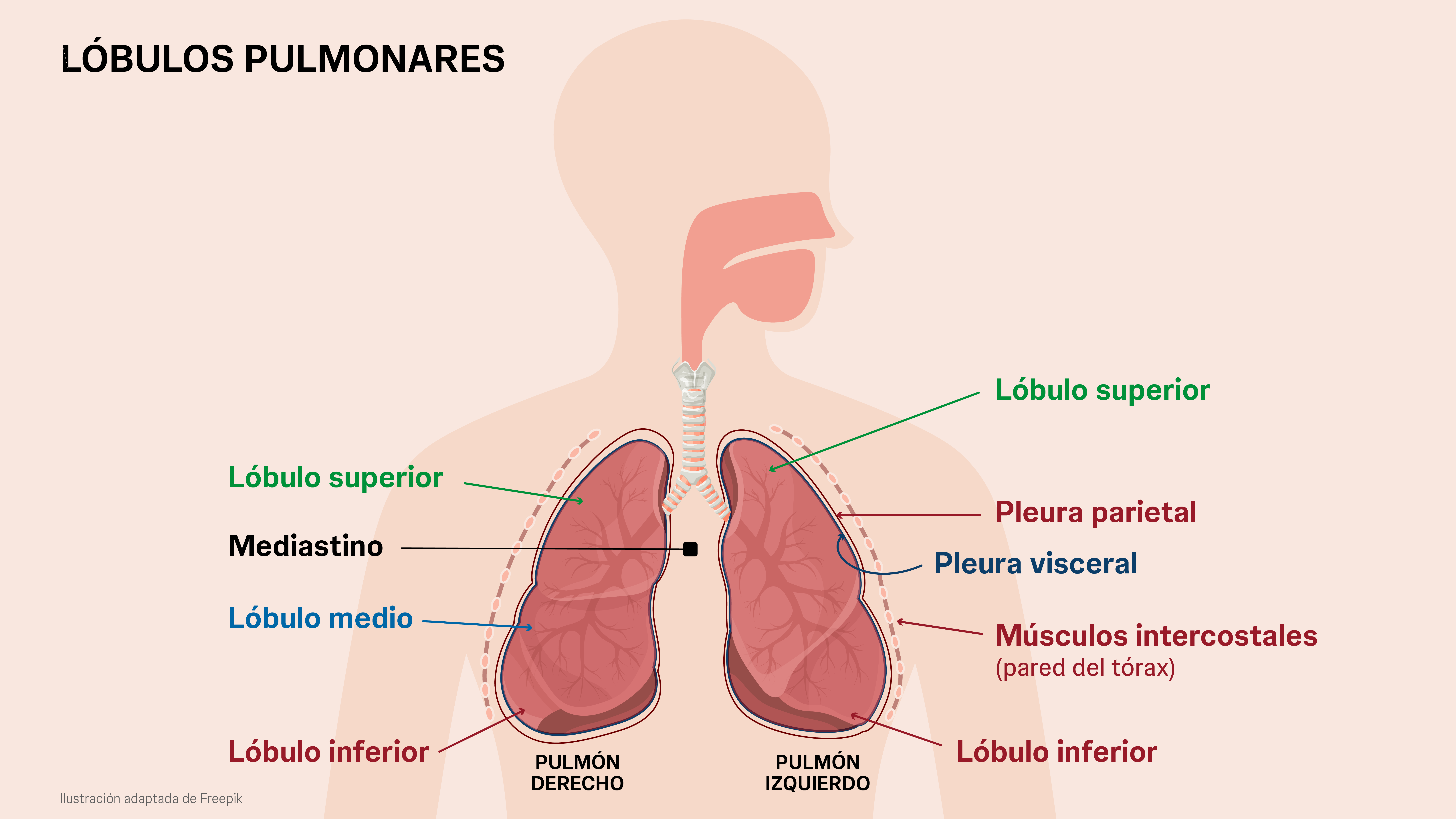 Infografía de los lóbulos pulmonares.