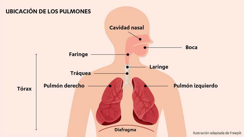 Infografía de aparato respiratorio.