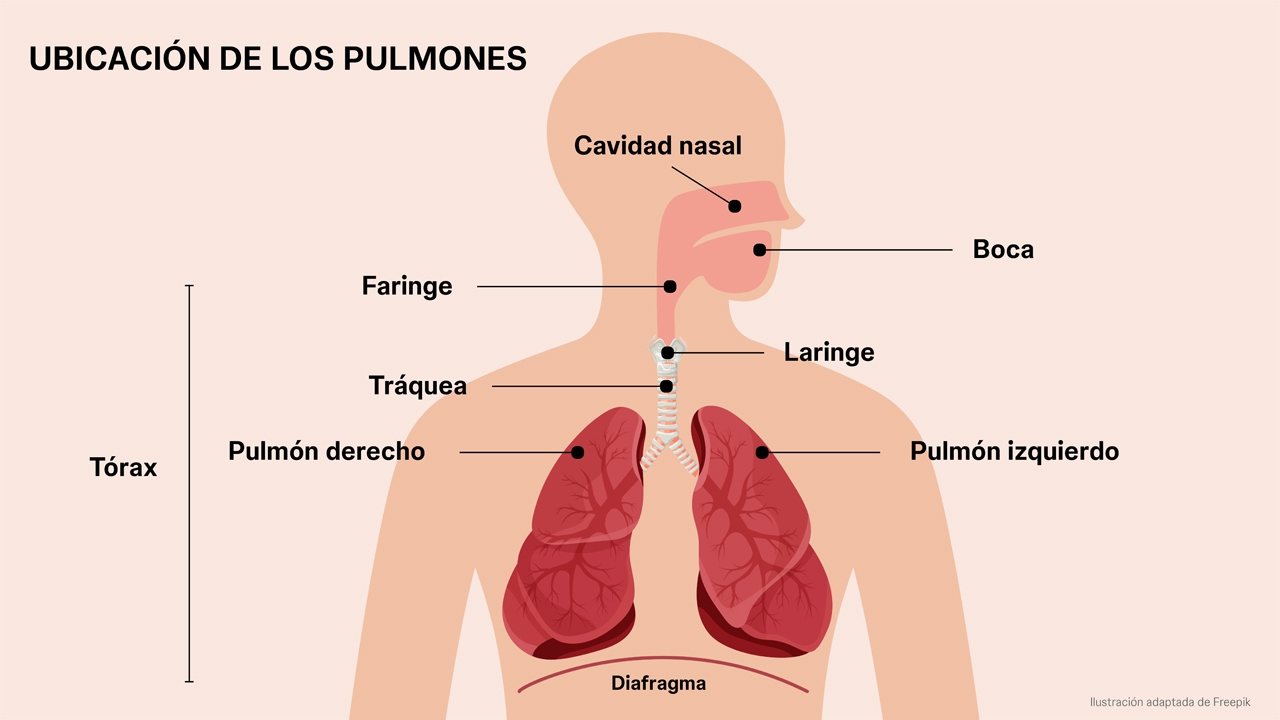 Infografía de aparato respiratorio.