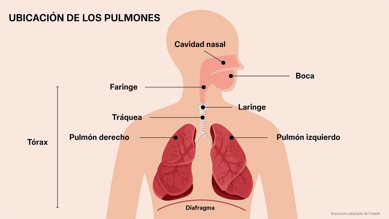 Pulmones en el torax Infografía de aparato respiratorio.