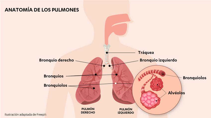 Anatomía de los pulmones.