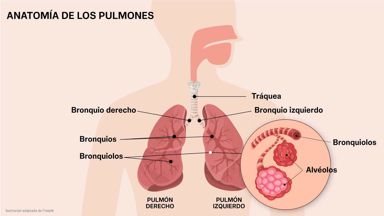 Anatomía de los pulmones. Anatomía de los pulmones.