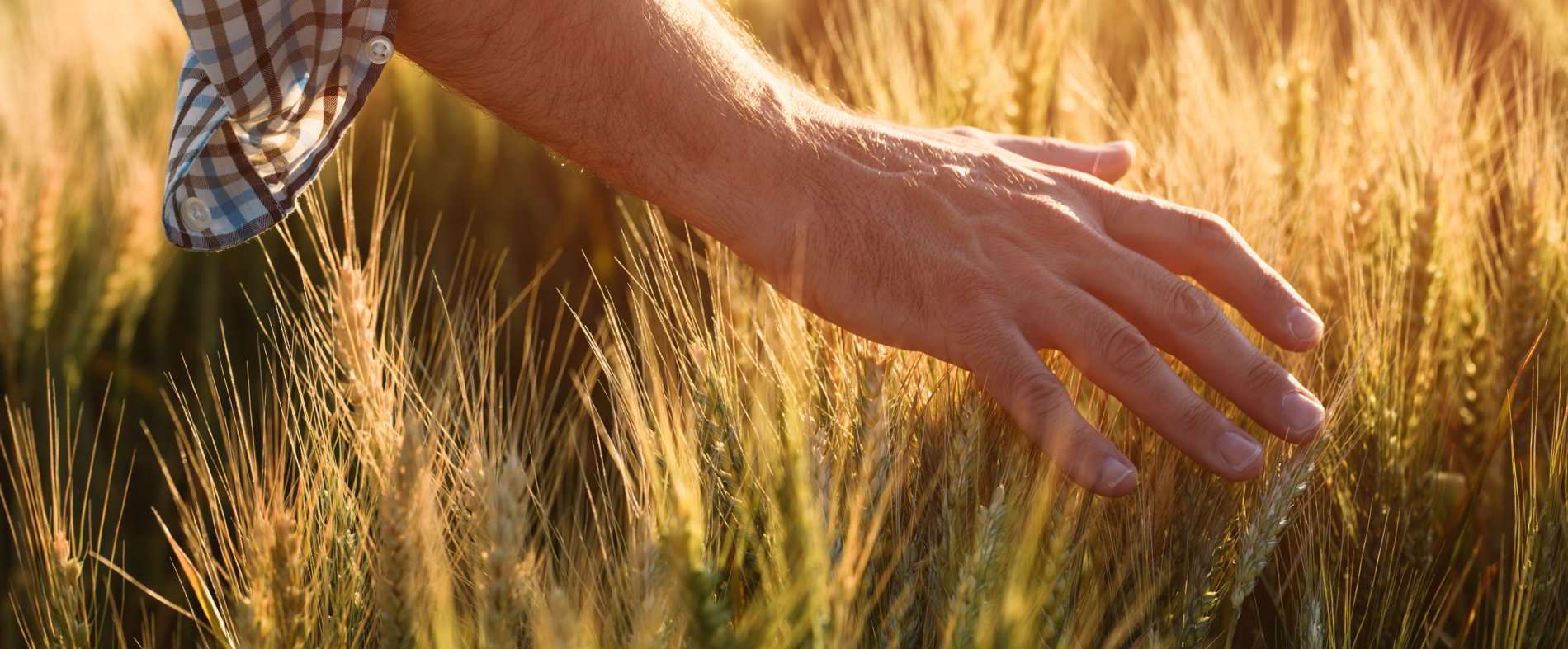r-taking-care-of-crops-2021-04-03-03-53-48-utc r-taking-care-of-crops-2021-04-03-03-53-48-utc