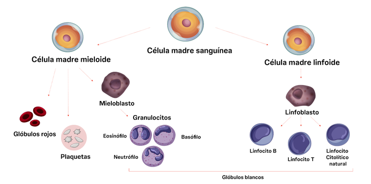 ilustración que es llc ilustración que es llc
