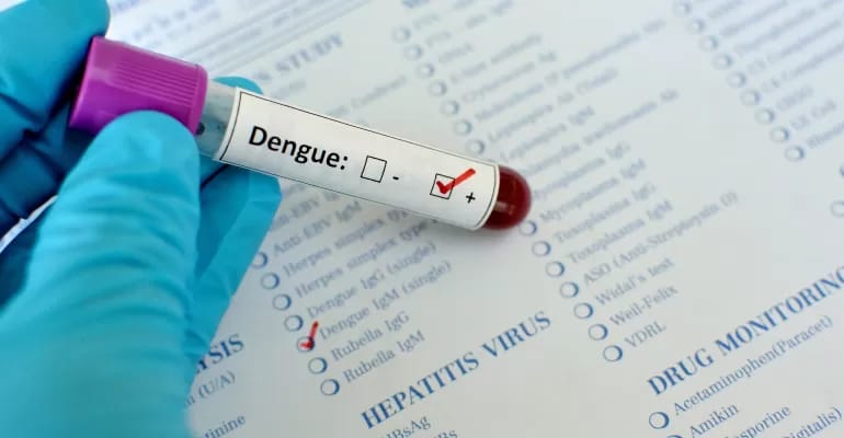 dengue dengue
