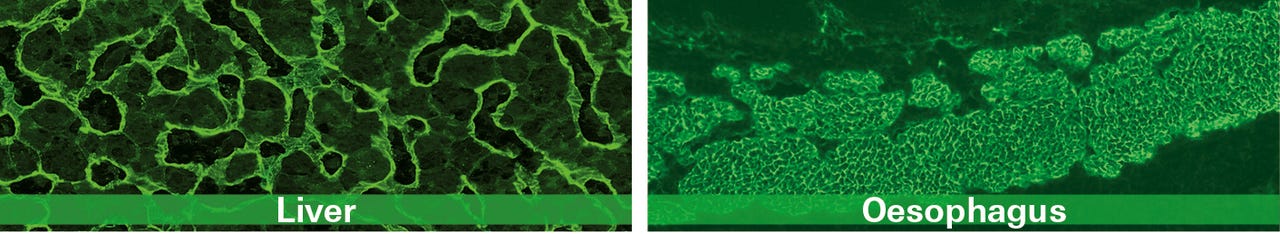 Fig_1_IIFT.jpg Fig_1_IIFT.jpg