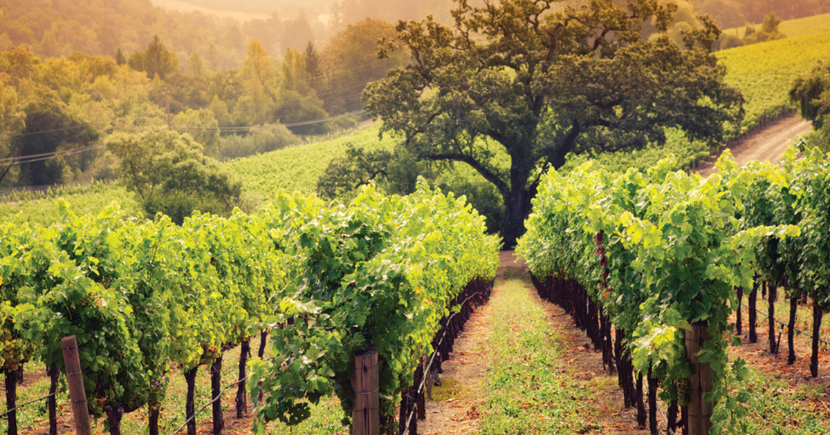 Napa Valley Landfill Worker Seeks 150 Million for Wrongful Term