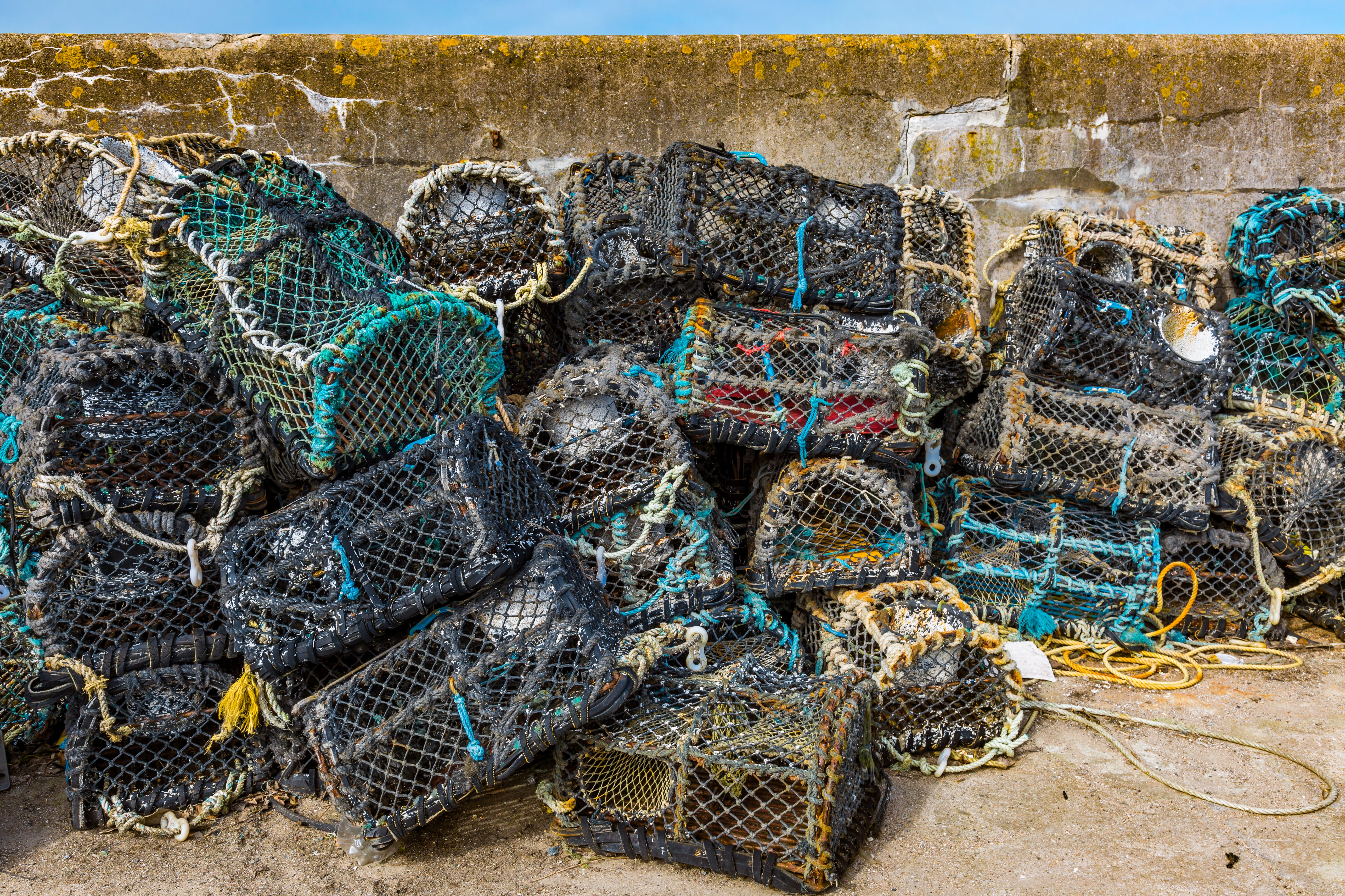 Red Lobster Partnership Highlights Ocean Preservation