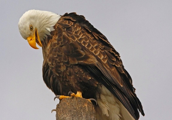 Bald Eagles in Minnesota Fall Ill Near Landfill for Euthanized Animals