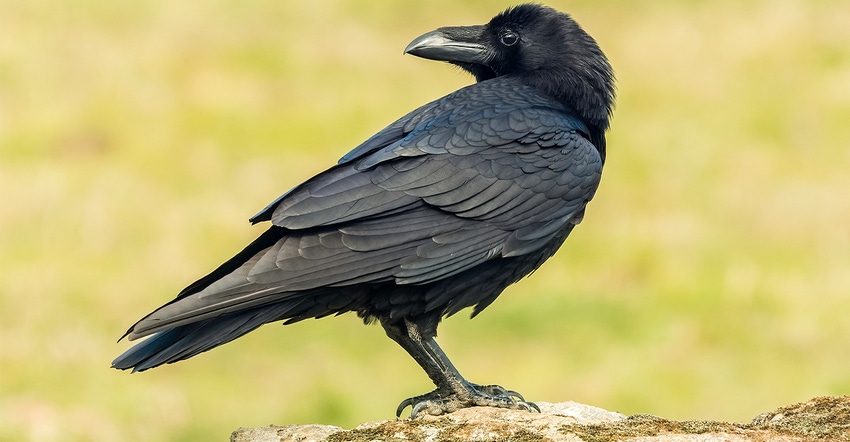 Crows Join Park Staff as Garbage Collectors