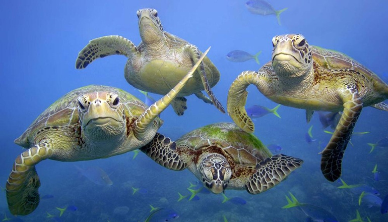 WWF-Troy-Mayne-Image-Sea-Turtles.jpg