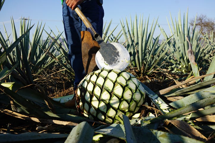 Cazadores_Agave-Lifecycle_Agave-Field-Pina-1.jpg